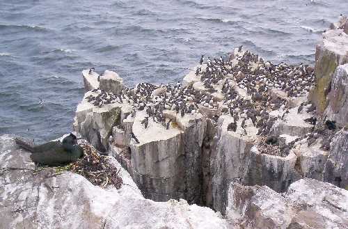 Farne seabird concentrations can be viewed both from tour boats and during group landings.