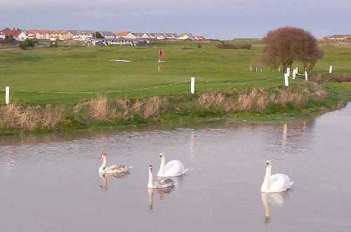 Swans and cygnets on the Annstead Burn merely decorate the southern edge of Seahouses golf course.