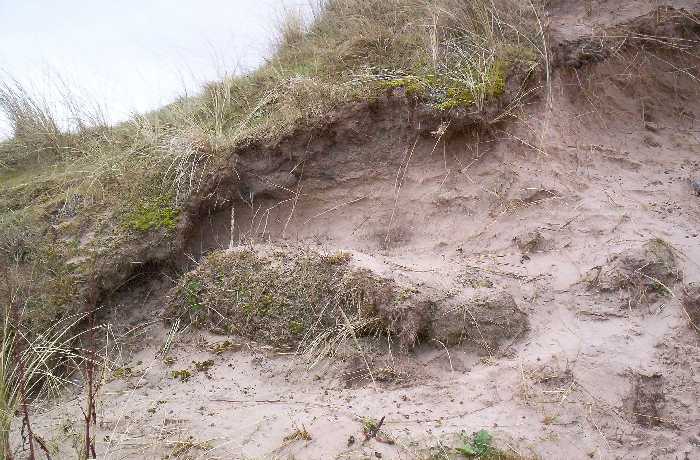 Vegetation holds the sand in lumps.