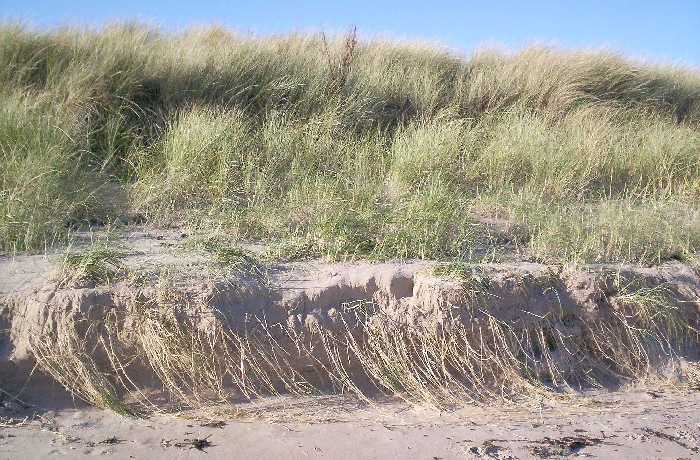 Marram grass rhizomes (underground stems) and true roots.