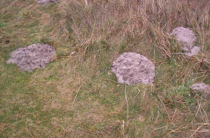 Moles indicate a thriving soil community.