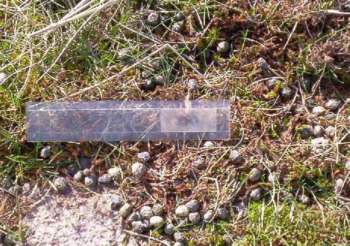 Poo pellets left by rabbits.