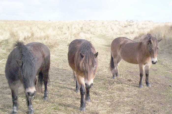 There are pony paddocks on older dunes both north and south of Seahouses village.