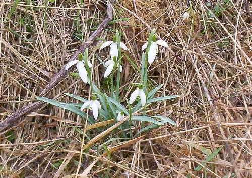 Sand dune snowdrops occur only close to housing!