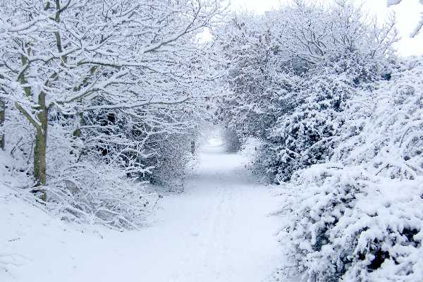 February snow, 2010.