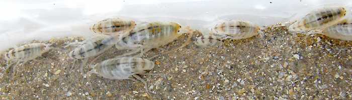 Sandhoppers (caught in a litter item plastic box).