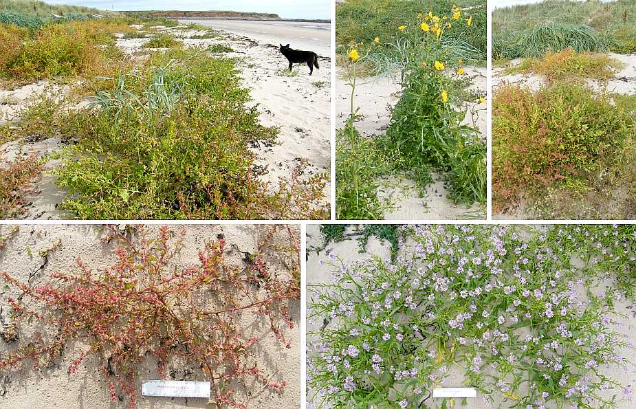 Vegetation below the golf course.