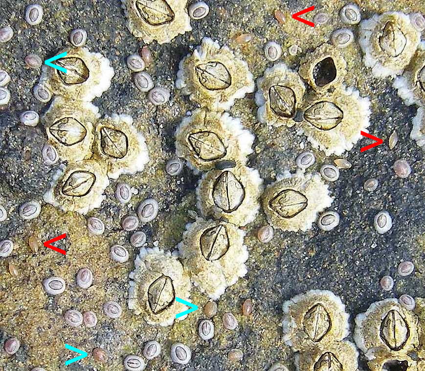 Barnacles and their larvae.