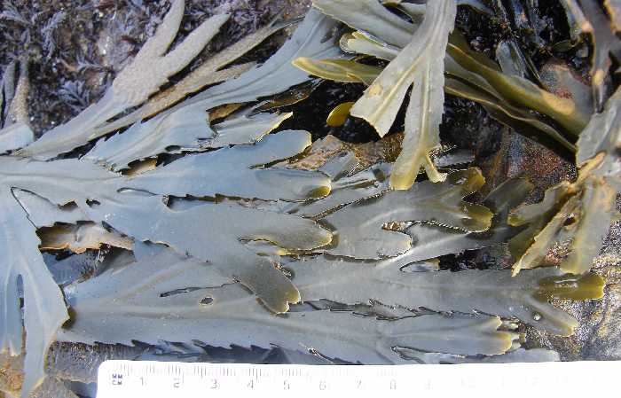 Saw or toothed wrack.