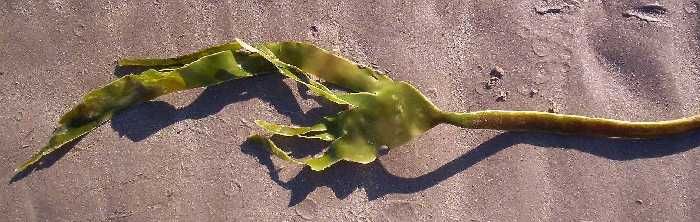 Decomposing brown seaweed