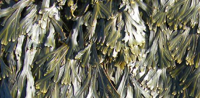 Bladder wrack without bladders.