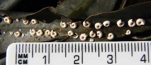 Spirorbis on wrack frond.