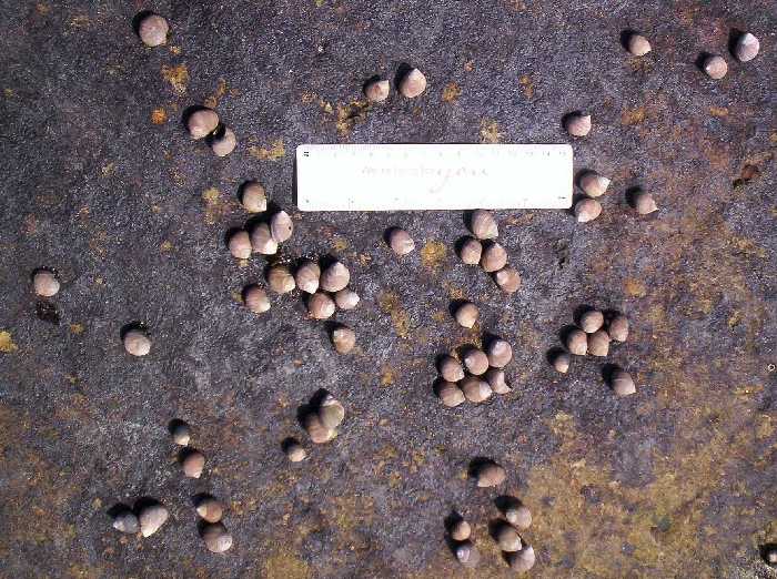 More usually congregating in crevices, snails are sometimes found on flat surfaces too.