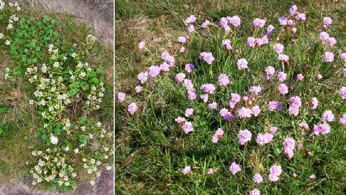 Scurvy grass is edible: thrift is a virtue!