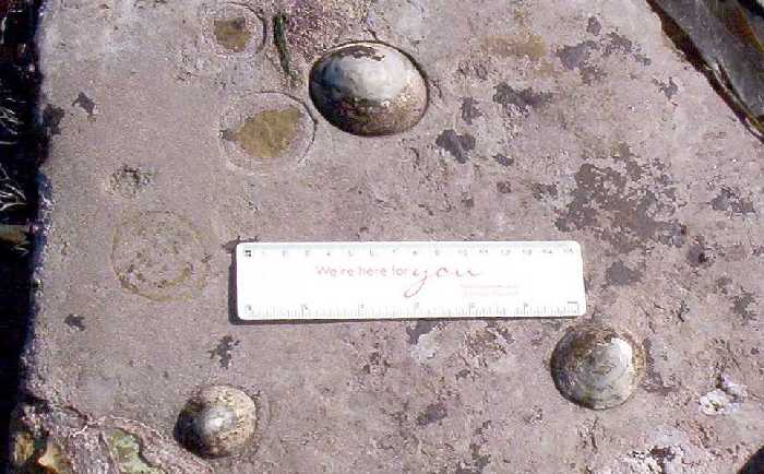 Almost every part of the rock surface is encrusted with something or other.